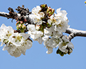 Orchard Blossom 1
